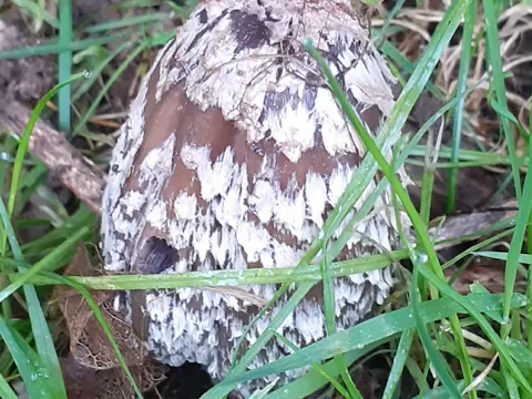 Tintling (Coprinopsis picacea)