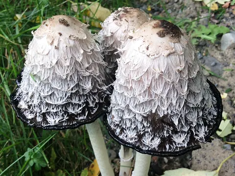 Shaggy Inkcap