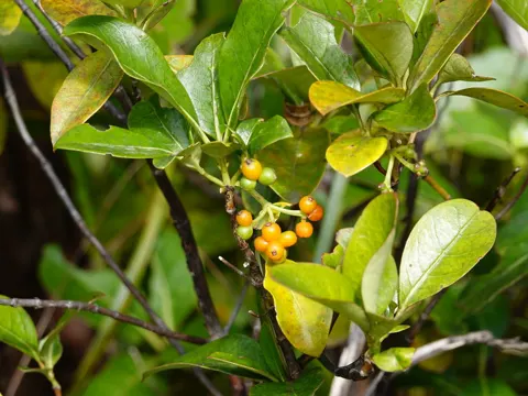 Coprosma lucida