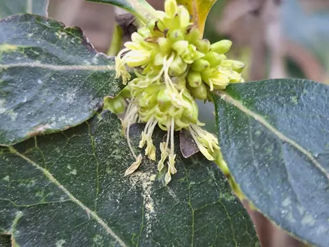 Coprosma robusta
