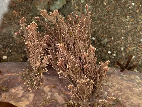 Rotalgen (Corallina officinalis)