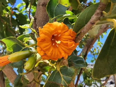 Kordia
