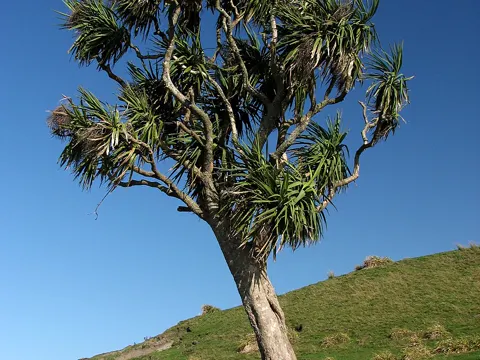 Ti Kouka