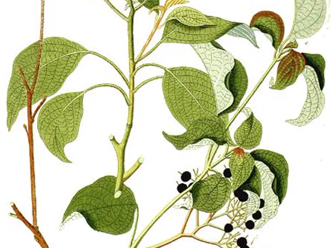 Pagoda Dogwood