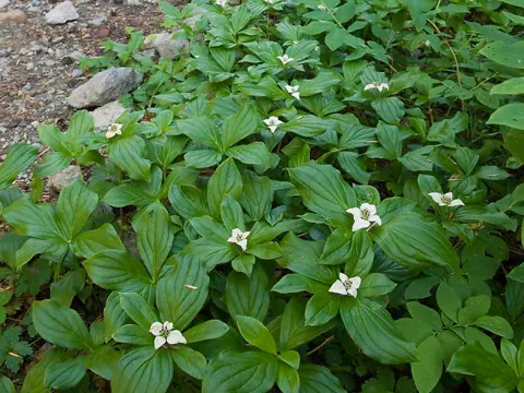 Cornus canadensis (Cornus canadensis)