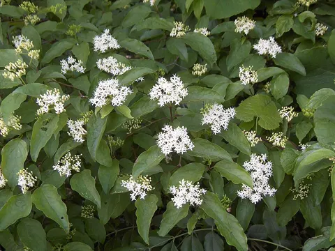 Roughleaf Dogwood