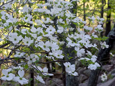 Flowering Dogwood Berries