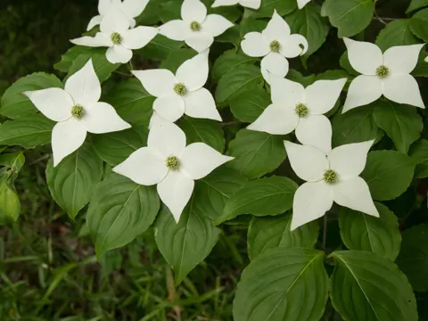 Japanese Dogwood (Cornus kousa)