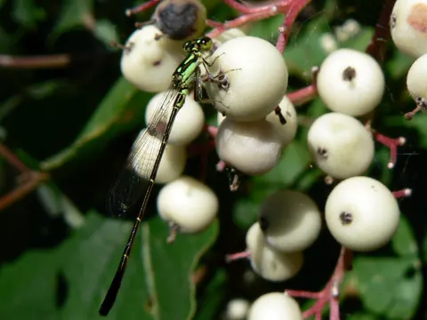 Rispen-Hartriegel (Cornus racemosa)