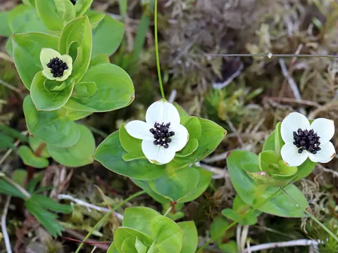 Schwedische Kornelkirsche (Cornus suecica)