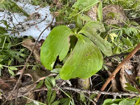 Bunchberry