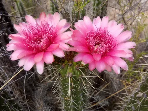 Corryocactus melanotrichus