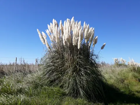 Amerikanisches Pampasgras (Cortaderia selloana)