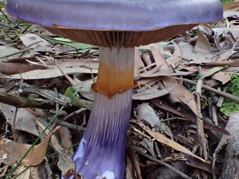 Cortinarius archeri