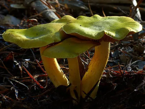 Cortinarius austrovenetus