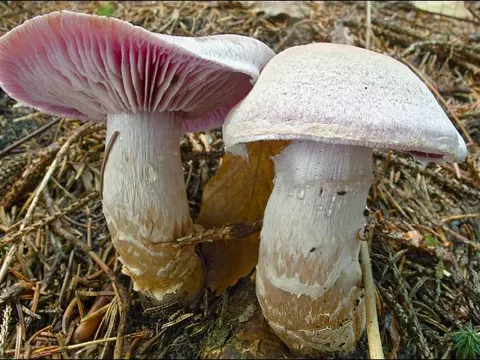 Kampfer-Schleimkopf (Cortinarius camphoratus)