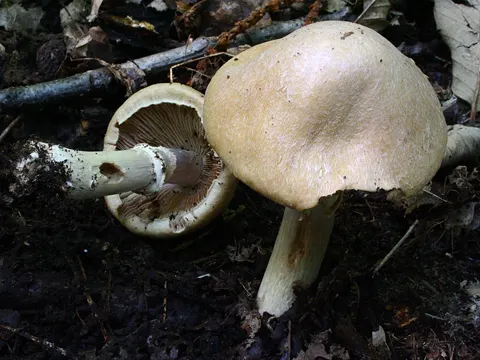 Gypsy Mushroom