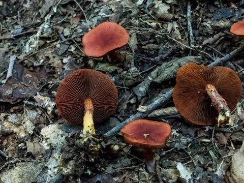 Zinnoberroter Schleimkopf (Cortinarius cinnabarinus)