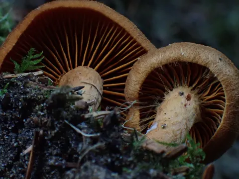 Zimtbrauner Hautkopf (Cortinarius cinnamomeus)