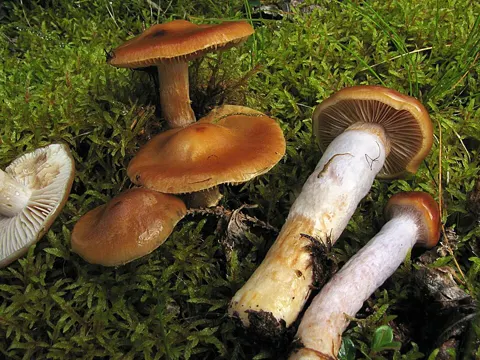 Blue-girdled Webcap (Cortinarius collinitus)
