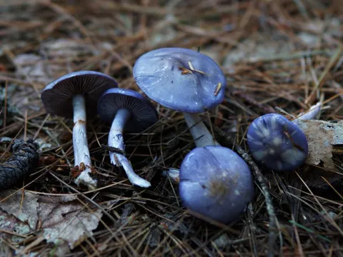 Cortinarius iodeoides
