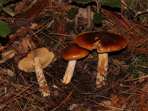 Schleimiger Klumpfuß (Cortinarius mucosus)