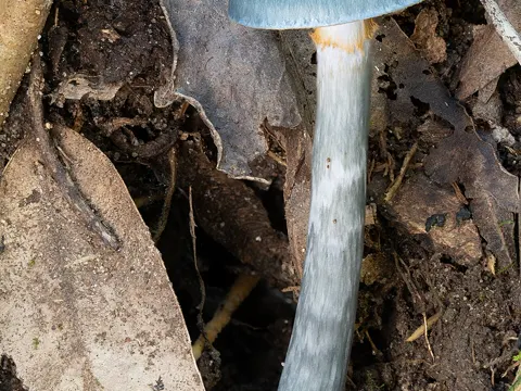 Cortinarius rotundisporus
