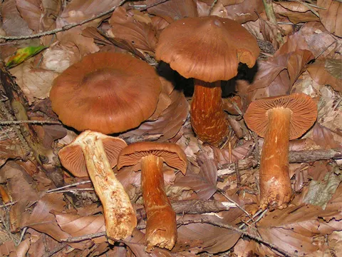 Flockenstieliger Hexen-Röhrling (Cortinarius rubellus)
