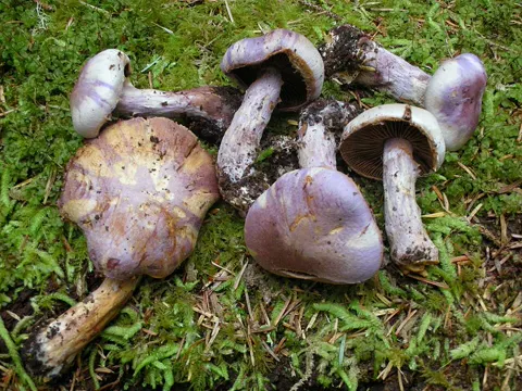 Cortinarius traganus (Cortinarius traganus)