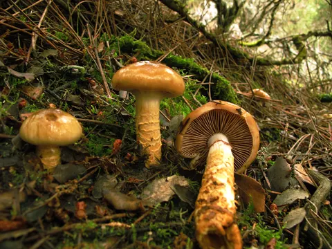 Natternstieliger Schleimfuß (Cortinarius trivialis)