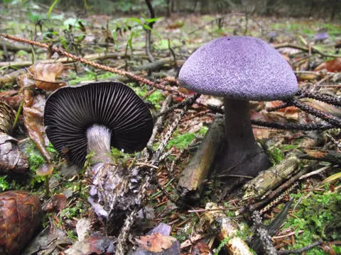 Giftiger Flockenstieliger Hexen-Röhrling (Cortinarius violaceus)