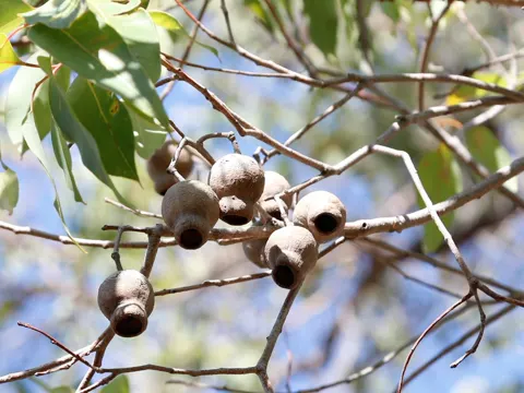 Marri-Eukalyptus