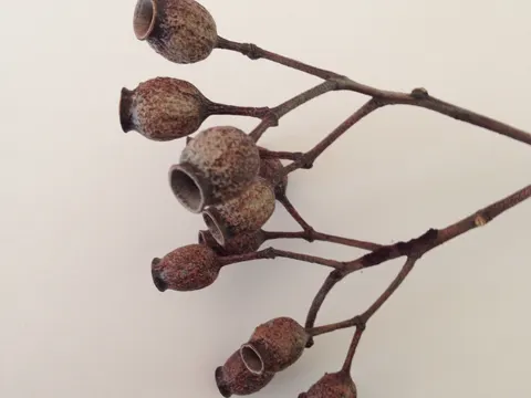 Corymbia gummifera