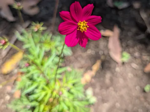 Sensation Cosmos