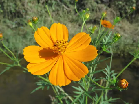 Gelbe Kosmeee (Cosmos sulphureus)