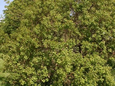 Amerikanische Rauchbaum