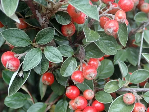 Franchet's Cotoneaster (Cotoneaster franchetii)
