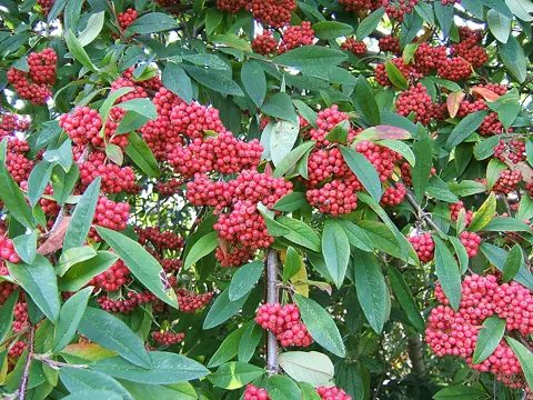 Himalaja-Felsenbirne