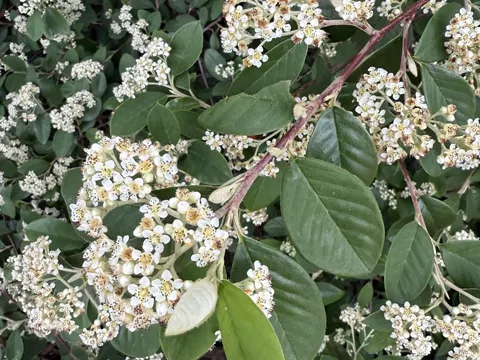 Cotoneaster glaucophyllus