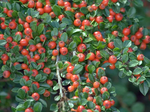 Wall Cotoneaster (Cotoneaster horizontalis)
