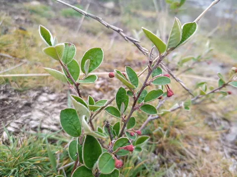 Wild Cotoneaster (Cotoneaster integerrimus)