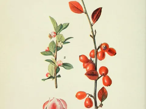 Simons' cotoneaster (Cotoneaster simonsii)