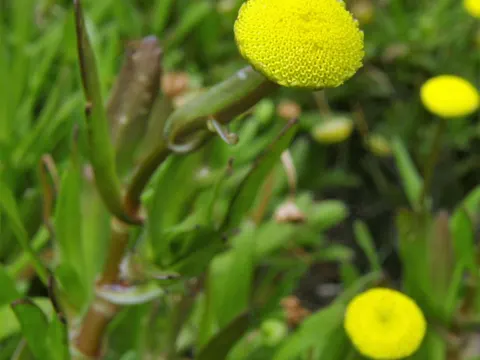 Krähenfuß-Laugenblume (Cotula coronopifolia)