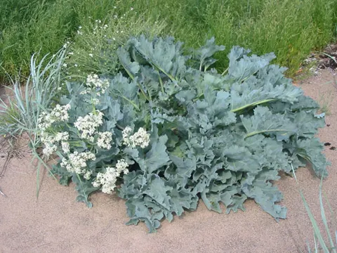 Meerkohl (Crambe maritima)