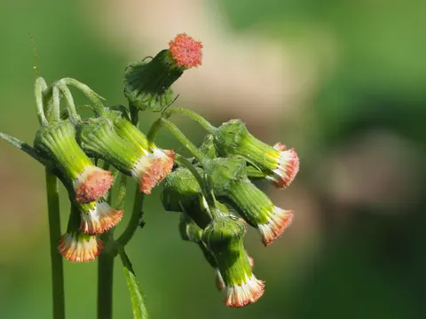 Feuer-Kreuzkraut (Crassocephalum crepidioides)