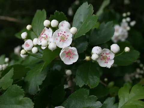 Hawthorn Berry