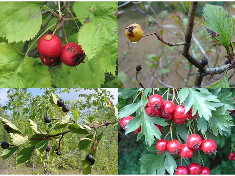 Hawthorn