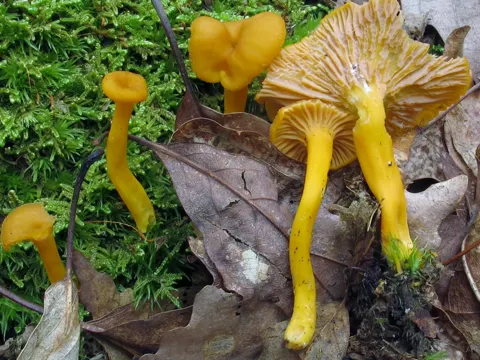 Craterellus ignicolor (Craterellus ignicolor)