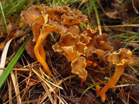 Morgenrot-Pfifferling (Craterellus lutescens)