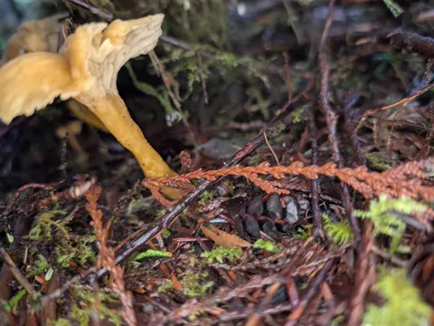 Funnel Chanterelle